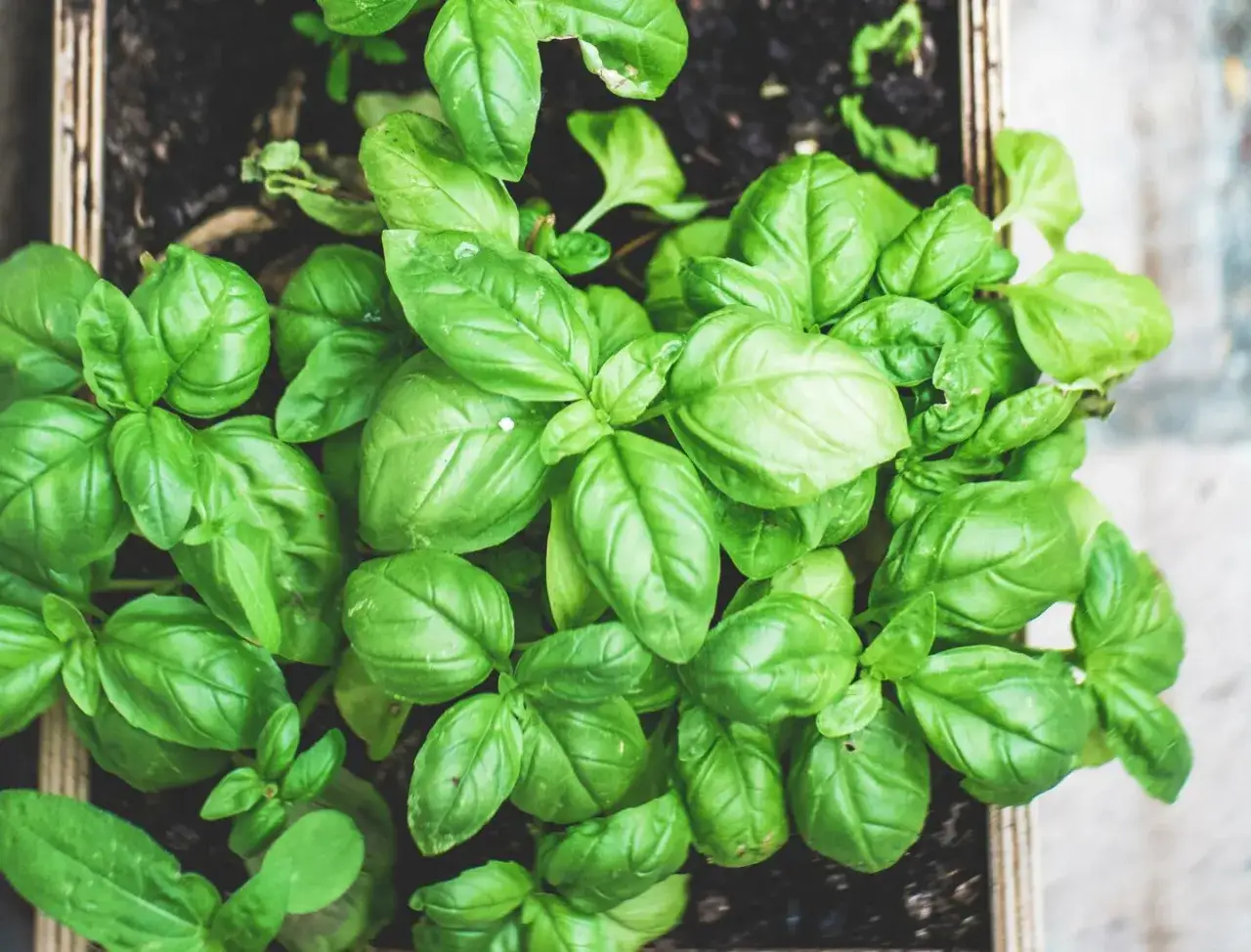 Świeża bazylia w skrzynce, idealna przyprawa do pesto, sosów i sałatek. Jej aromat wzbogaci każde danie.