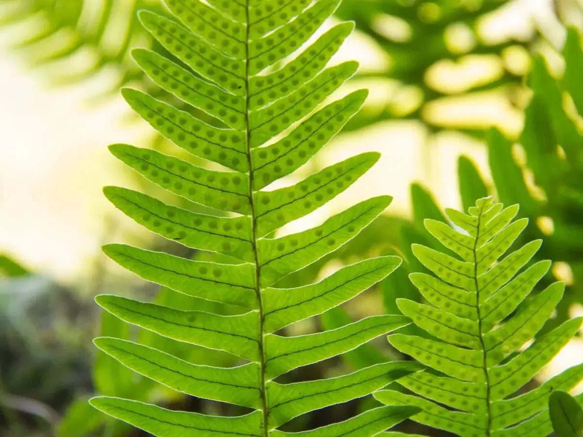 Zielona paprotka w domu to symbol zdrowia i świeżości. Jej liście z widocznymi zarodnikami tworzą piękny, naturalny wzór.