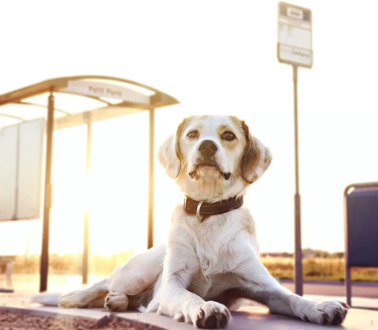 Bilet dla psa w autobusie? Sprawdź zasady w Twoim mieście!