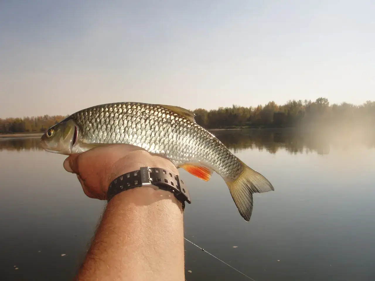 Ryba złowiona na płoć, z widoczną łuską i pomarańczową płetwą. W tle spokojna rzeka i jesienne drzewa.