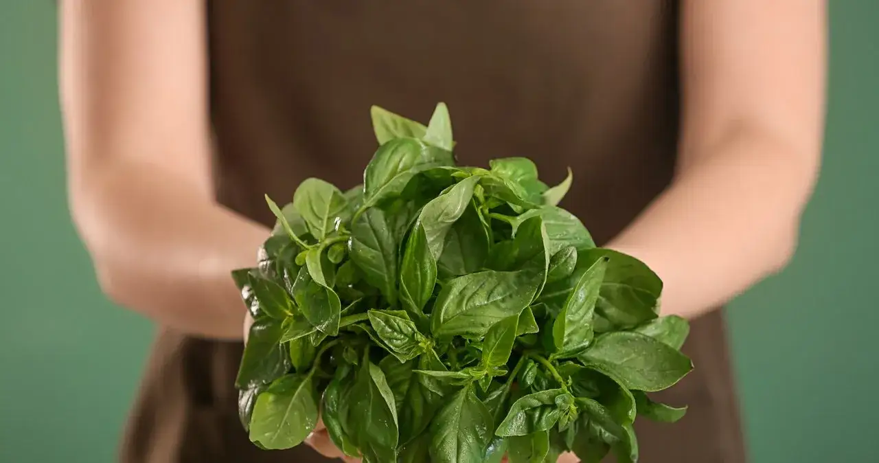 Dlaczego bazylia więdnie? Oto najczęstsze przyczyny i rozwiązania