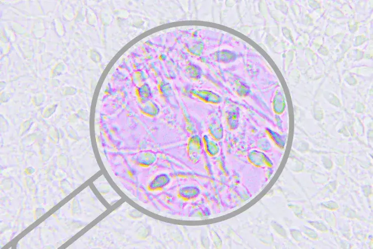 Czy badanie nasienia to grzech? Moralne dylematy i nauka Kościoła