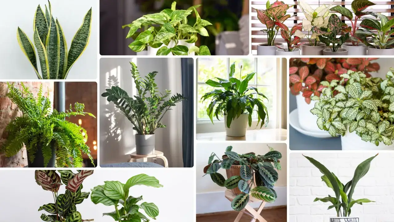 Ciemne mieszkanie? Rośliny cienioznośne, które rozkwitną!