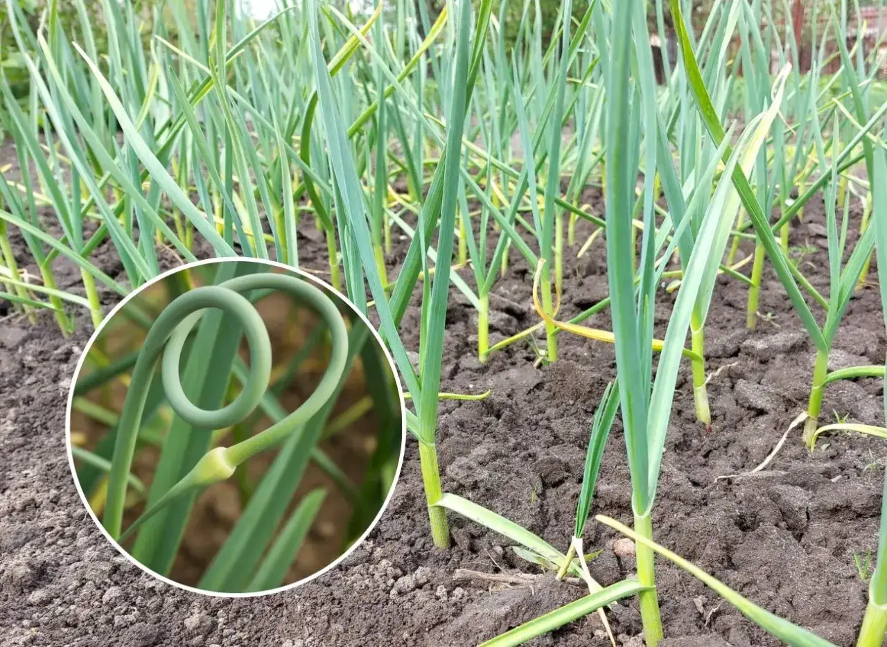 Czosnek kwitnie? Zwiększ plon o 50% i zrób pyszne pesto!