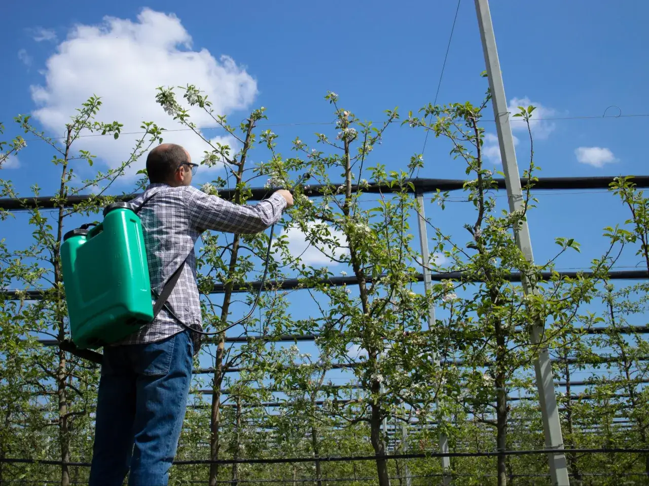 Co opryskujemy miedzianem: skuteczna ochrona roślin przed chorobami