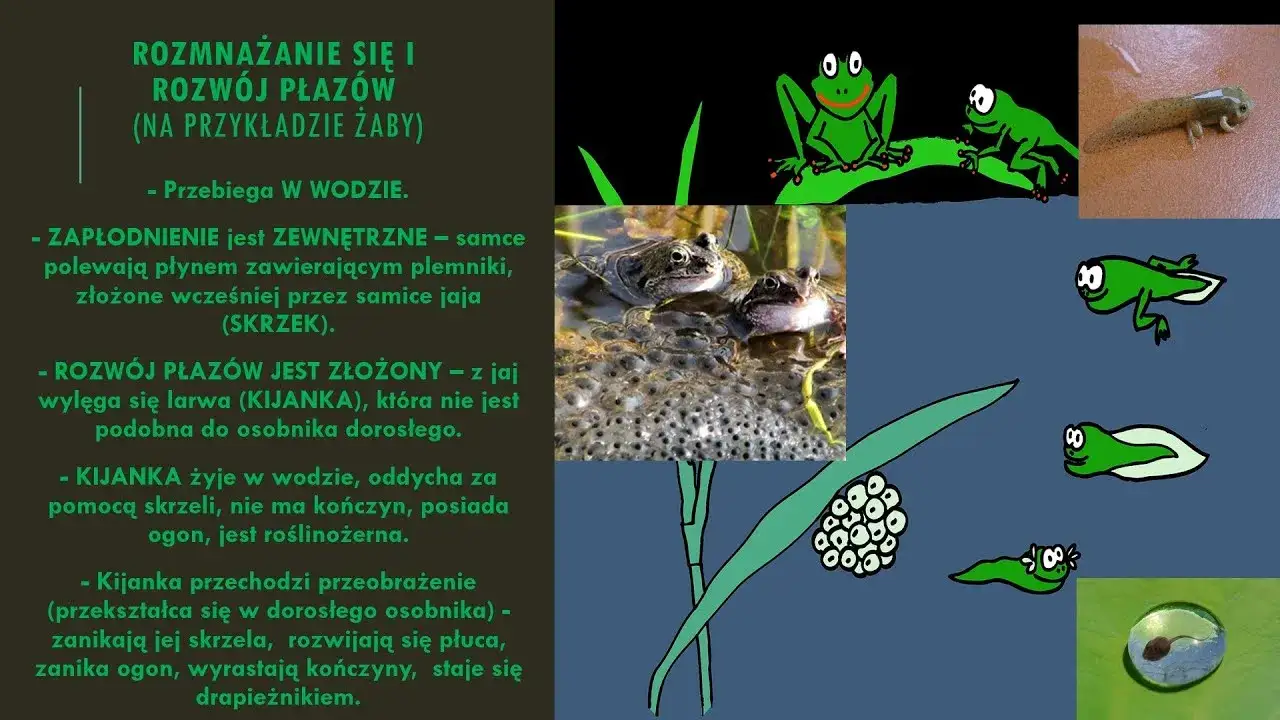 Jak rozmnażają się płazy? Odkryj zaskakujące metody i etapy rozwoju