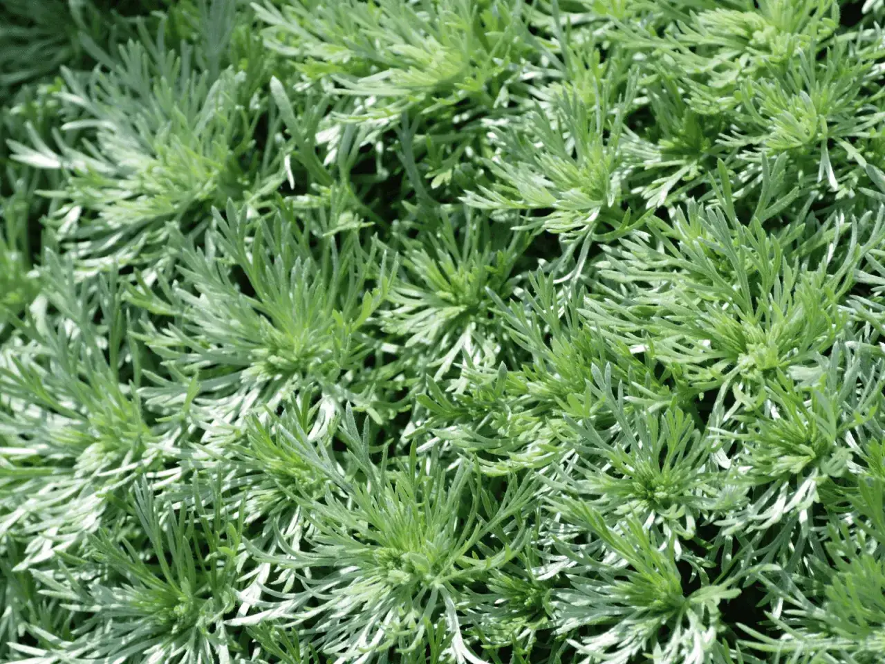 Szarozielony chwast? Bylica pospolita: Jak raz na zawsze usunąć z ogrodu?