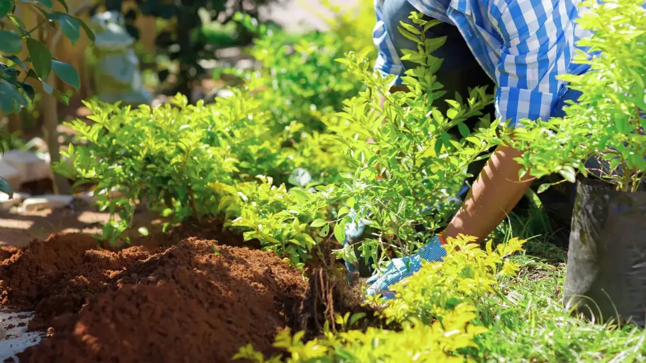 Sadzenie roślin w ogrodzie. Dowiedz się, do kiedy można przesadzać rośliny, by pięknie rosły.