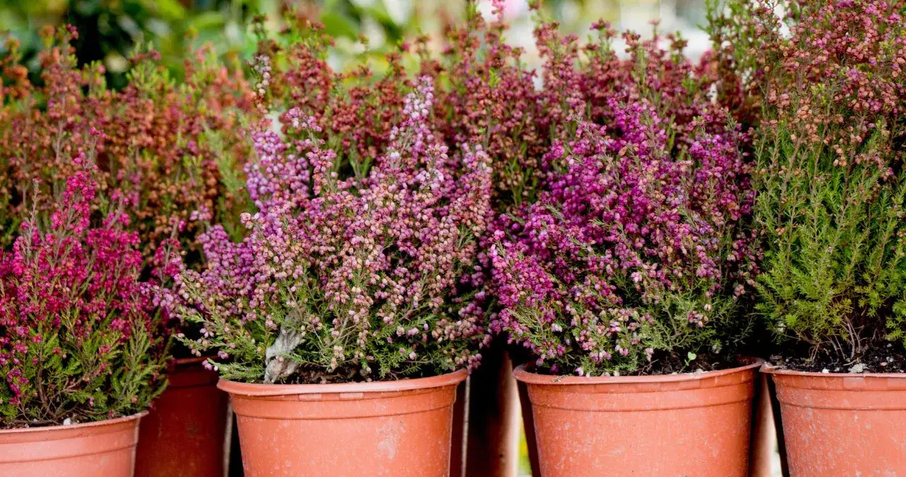 Jak pielęgnować wrzosy na cmentarz, aby długo cieszyły oko