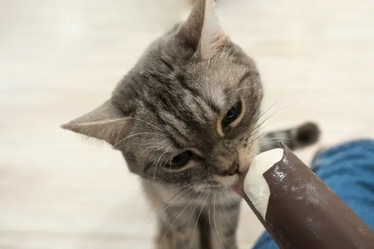 Czy koty mogą jeść lody? Oto, dlaczego to nie jest bezpieczne