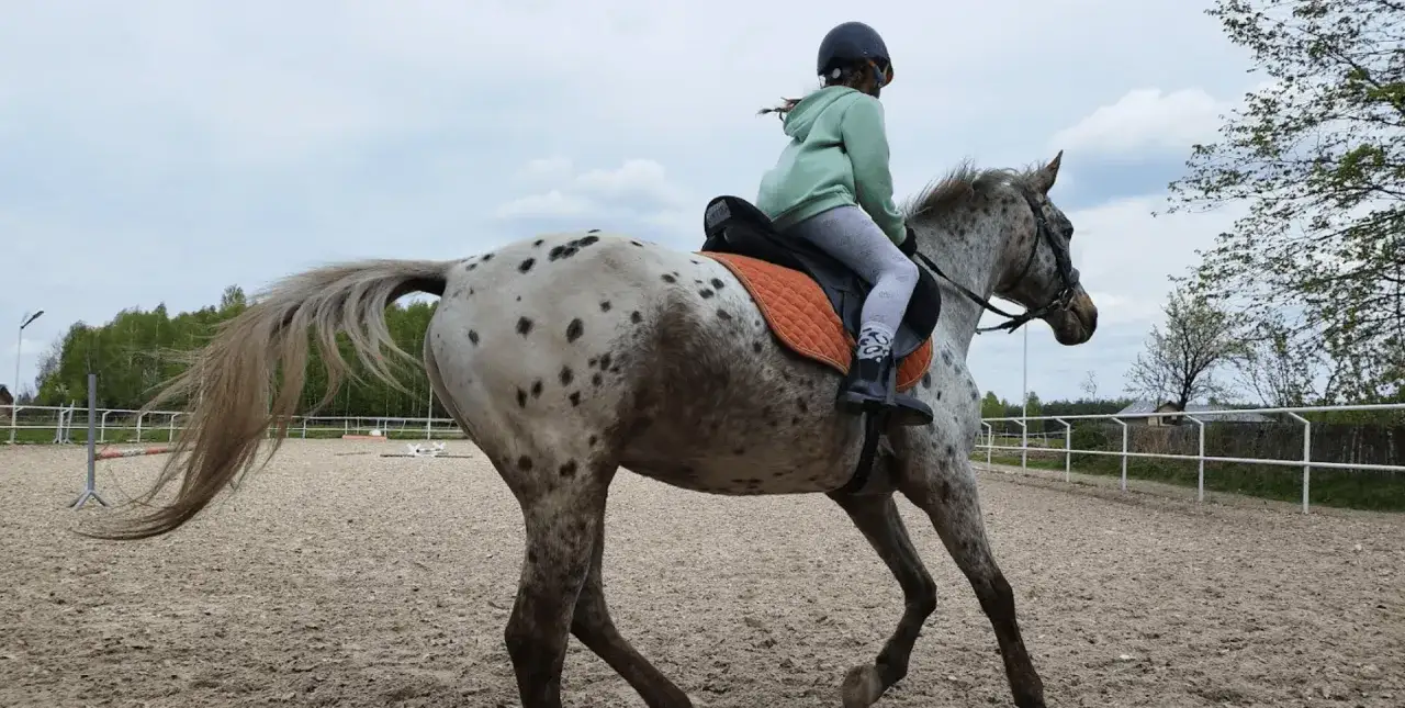 Stadnina Koni Rzeszów: Ceny, Usługi i Jak Zacząć Przygodę?