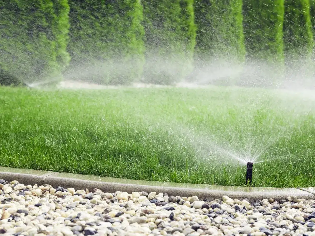 Zraszacz bijakowy podlewa zielony trawnik, w tle żywopłot.