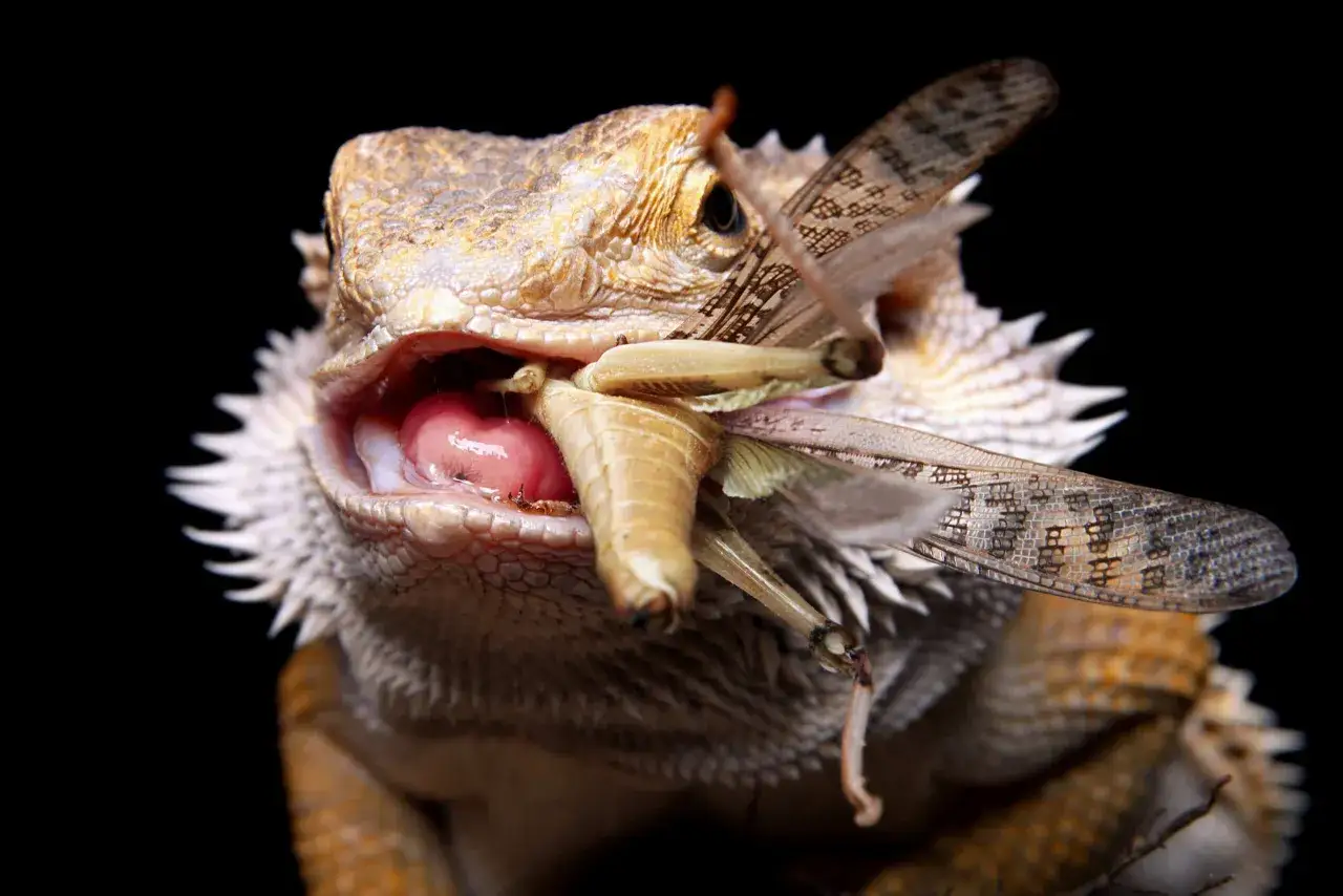 Gekon czy agama? Którą jaszczurkę wybrać na początek?