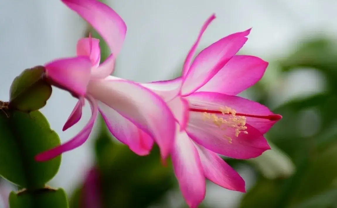 Grudnik kwitnie zimą? Poznaj sekret obfitych kwiatów!