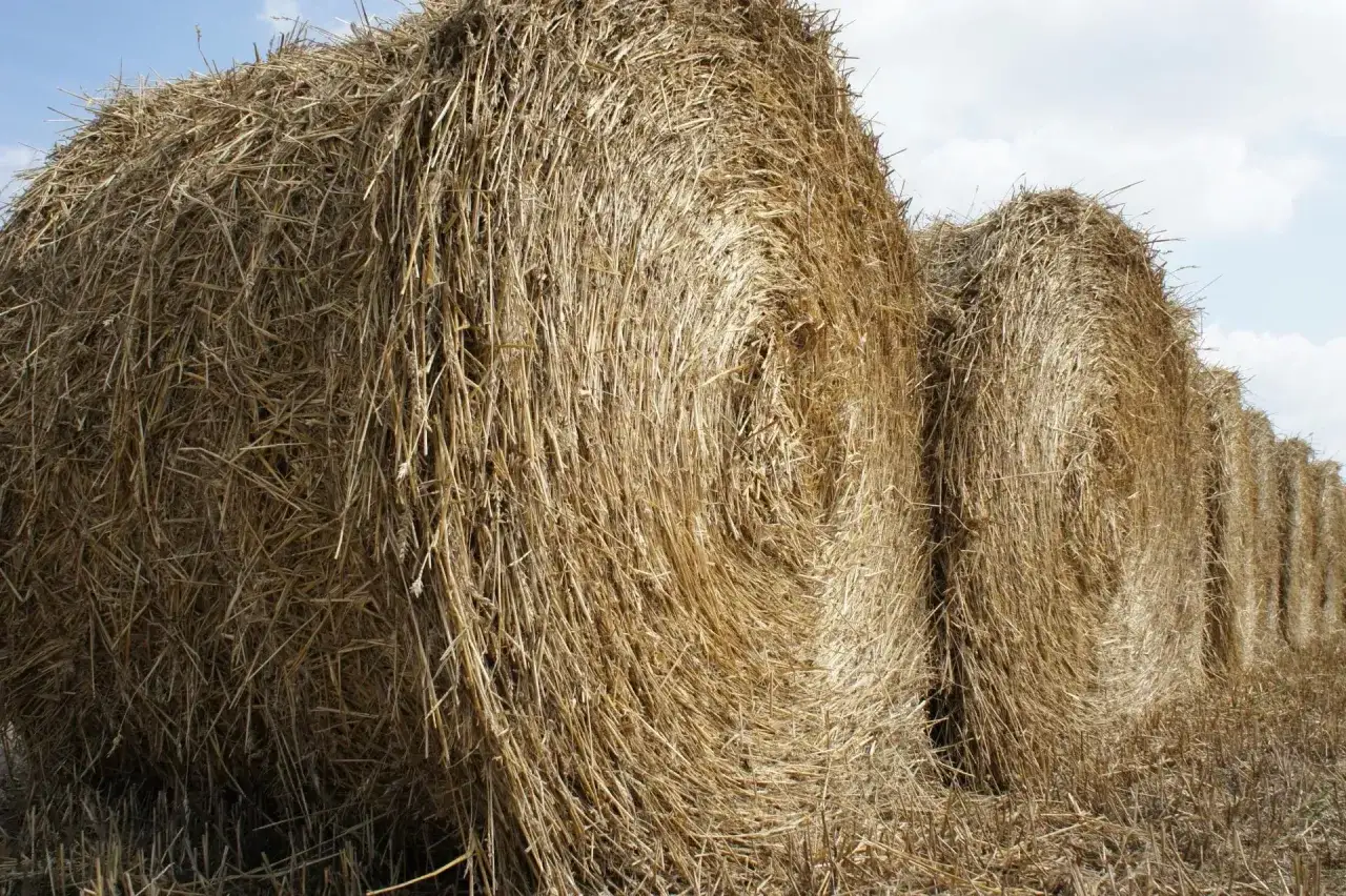 Jaki nawóz na słomę, aby przyspieszyć jej rozkład i poprawić glebę