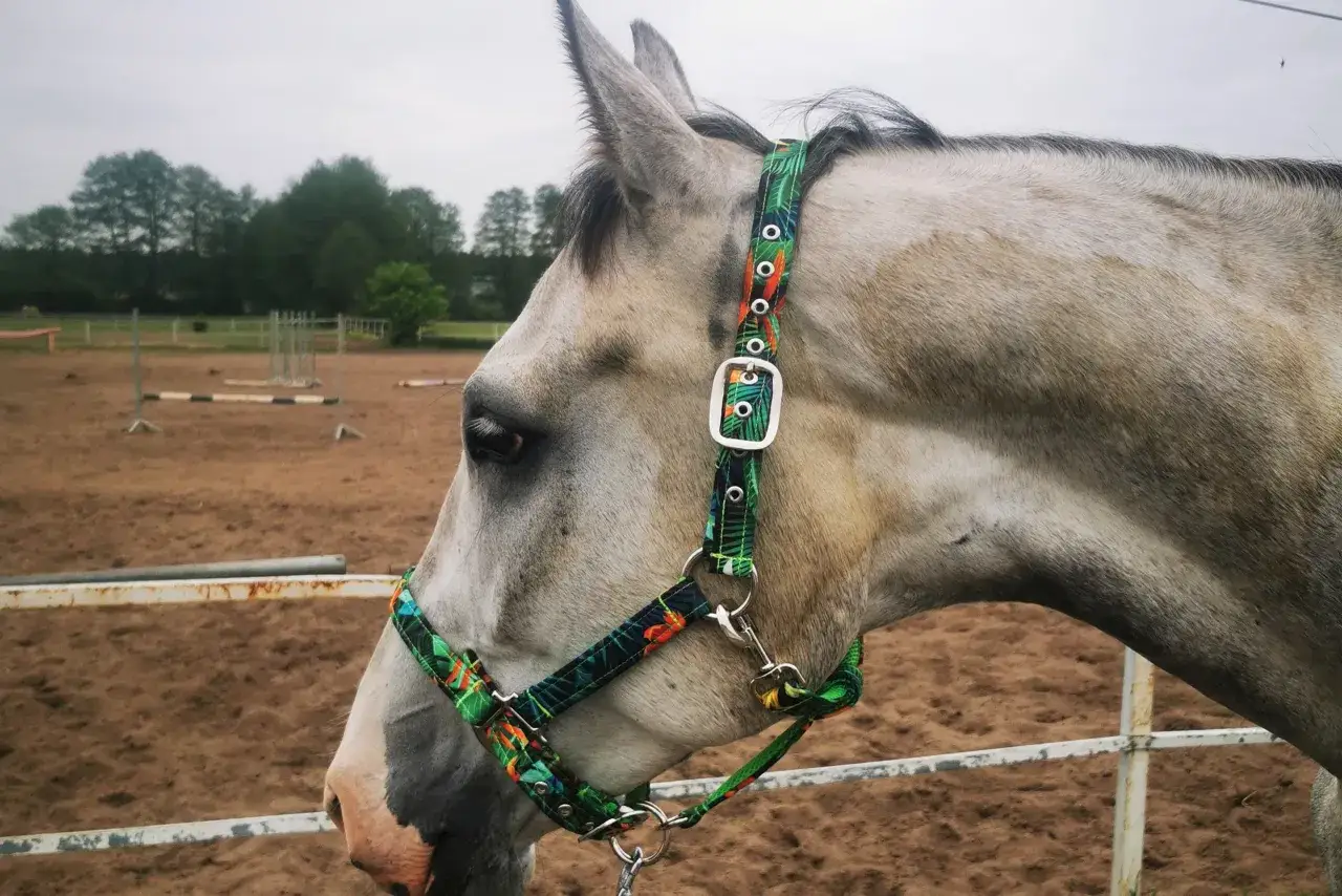 Jak zrobić kantar dla konia? Przewodnik DIY i bezpieczeństwo