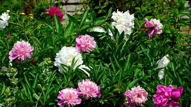 Kiedy jest sezon na peonie? Poznaj najlepszy czas na kwitnienie