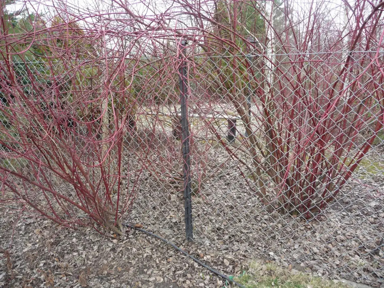 Jak sadzić dereń na żywopłot, aby uniknąć najczęstszych błędów