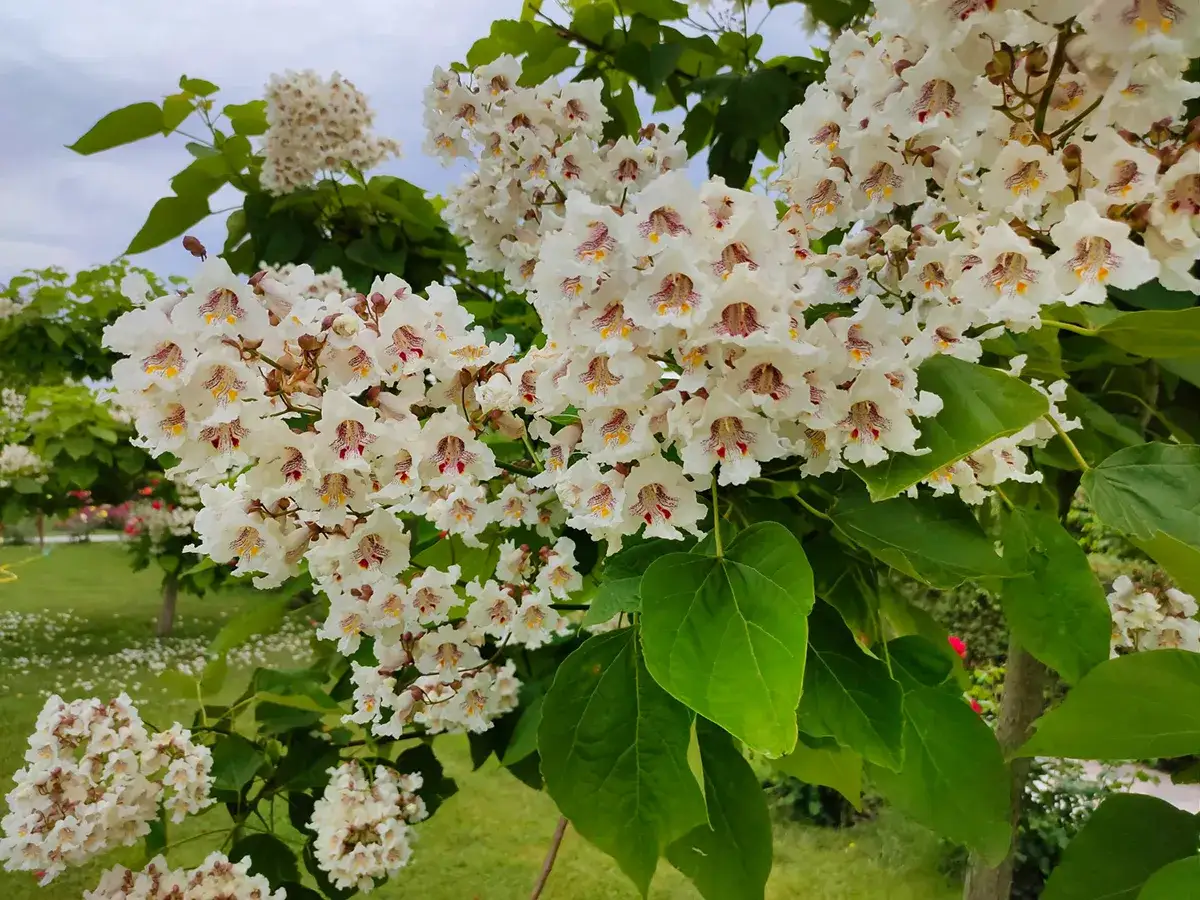 Sekrety kwitnącej katalpy: Kiedy, jak i dlaczego nie kwitnie?