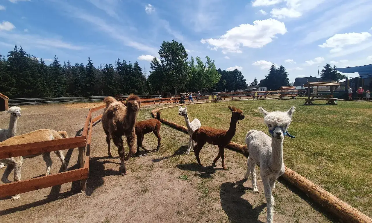 Alpaka Ranch Ruhner Berge: Ihr Guide für magische Momente