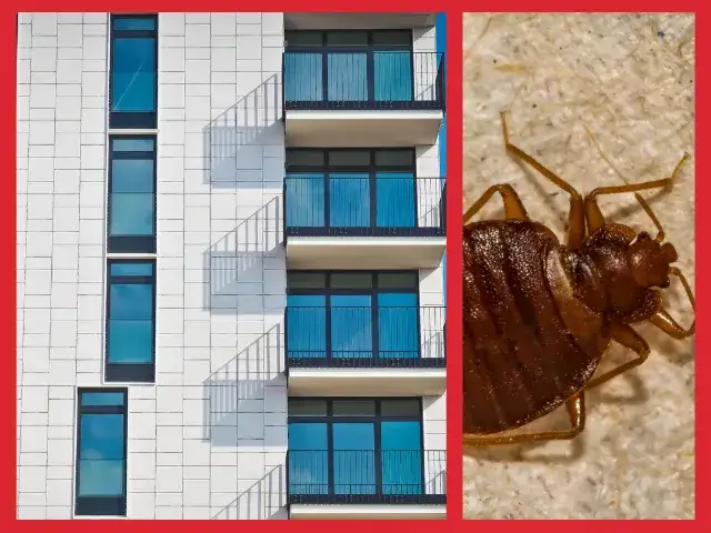 Czy pluskwy przechodzą z mieszkania do mieszkania? Oto co musisz wiedzieć