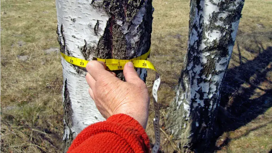 Jak zmierzyć drzewo do wycinki, aby uniknąć problemów z prawem