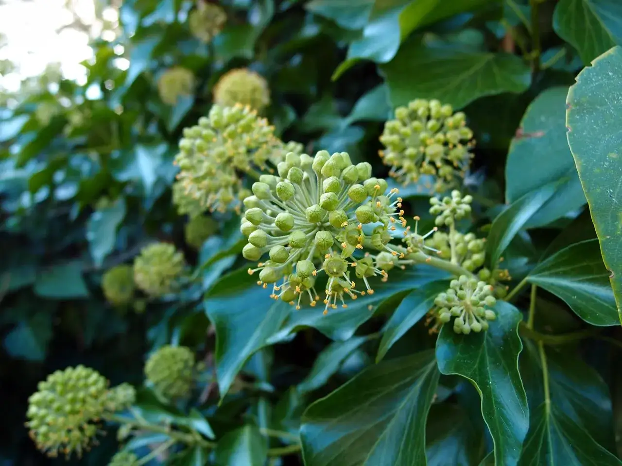 Czy bluszcz kwitnie? Niewiarygodne fakty o jesiennym kwitnieniu