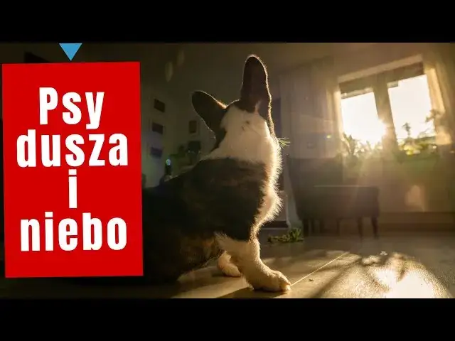 Czy pies ma duszę? Odkryj kontrowersje i wierzenia na ten temat