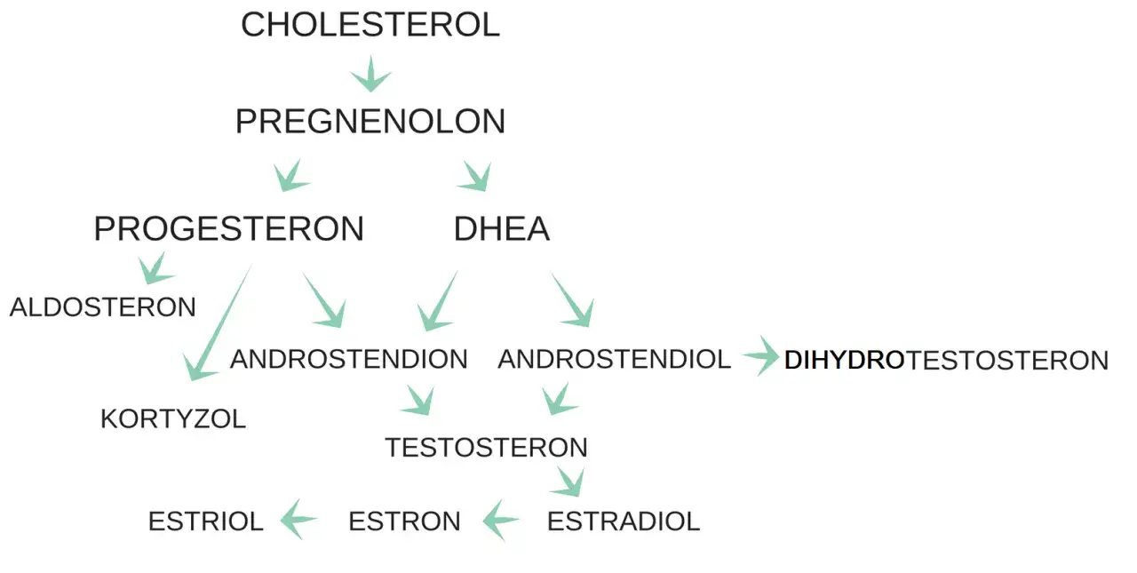 Schemat syntezy hormonów: cholesterol, pregnenolon, progesteron, DHEA, kortyzol, aldosteron, androstendion, testosteron, dihydrotestosteron, estradiol, estron, estriol. Kiedy badać estrogen?