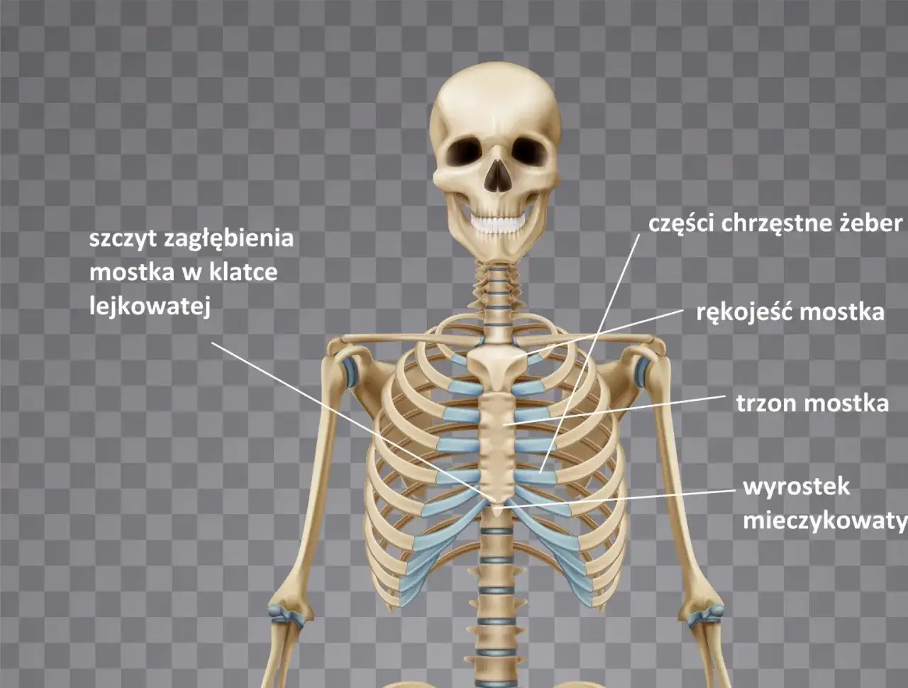 Symbolika klatki: 5 znaczeń, które Cię zaskoczą