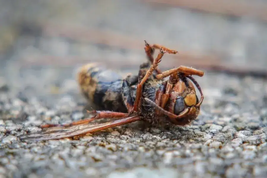 Czy zabicie owada to grzech? Odkryj moralne dylematy tego czynu