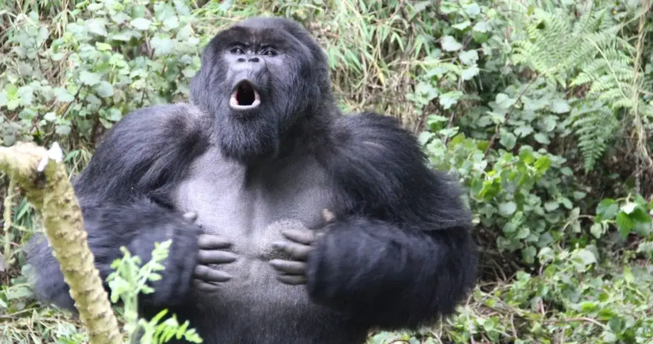 Dlaczego goryle uderzają się w pierś? Odkryj ich tajemnice komunikacji