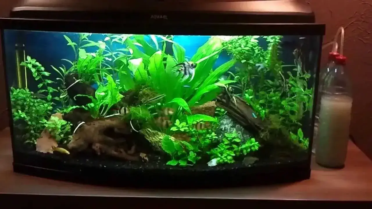 Ile bąbelków CO2 w akwarium 112l? Uniknij błędów i zadbaj o rośliny oraz ryby!