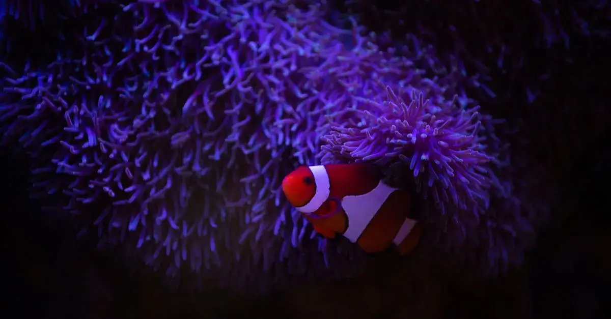 Gdzie najlepiej nurkować w Egipcie? TOP 7 miejsc dla nowicjuszy