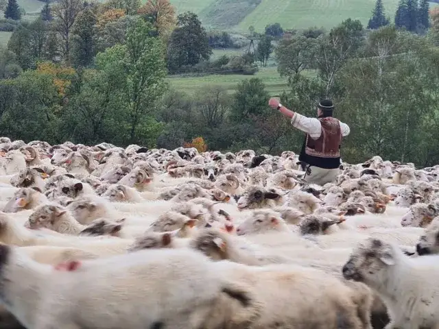 Bacowanie: Fascynująca tradycja pasterska w polskich górach