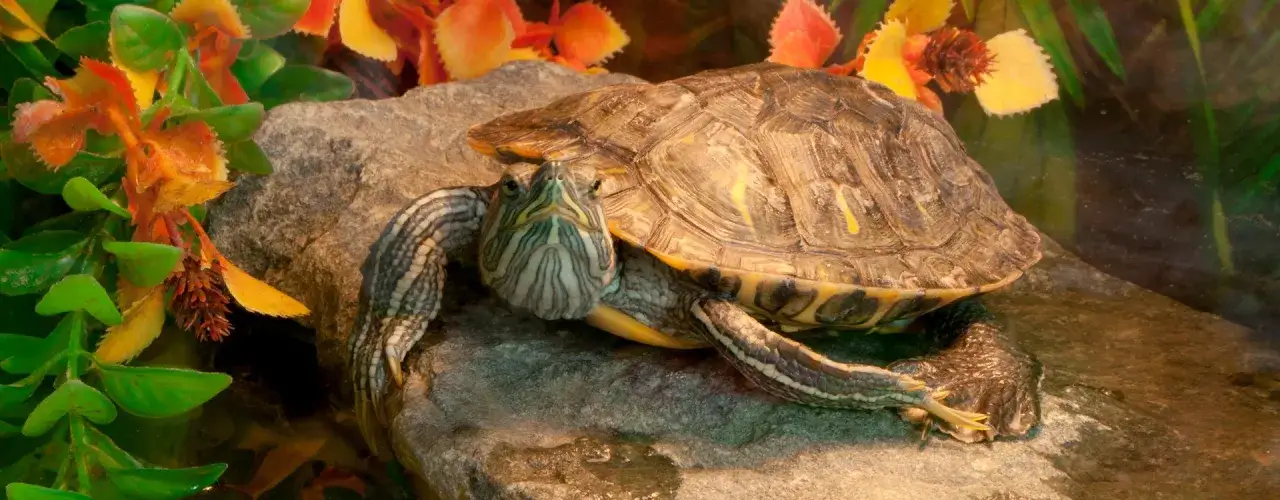 Jak zrobić bezpieczną wyspę dla żółwia – prosty poradnik krok po kroku