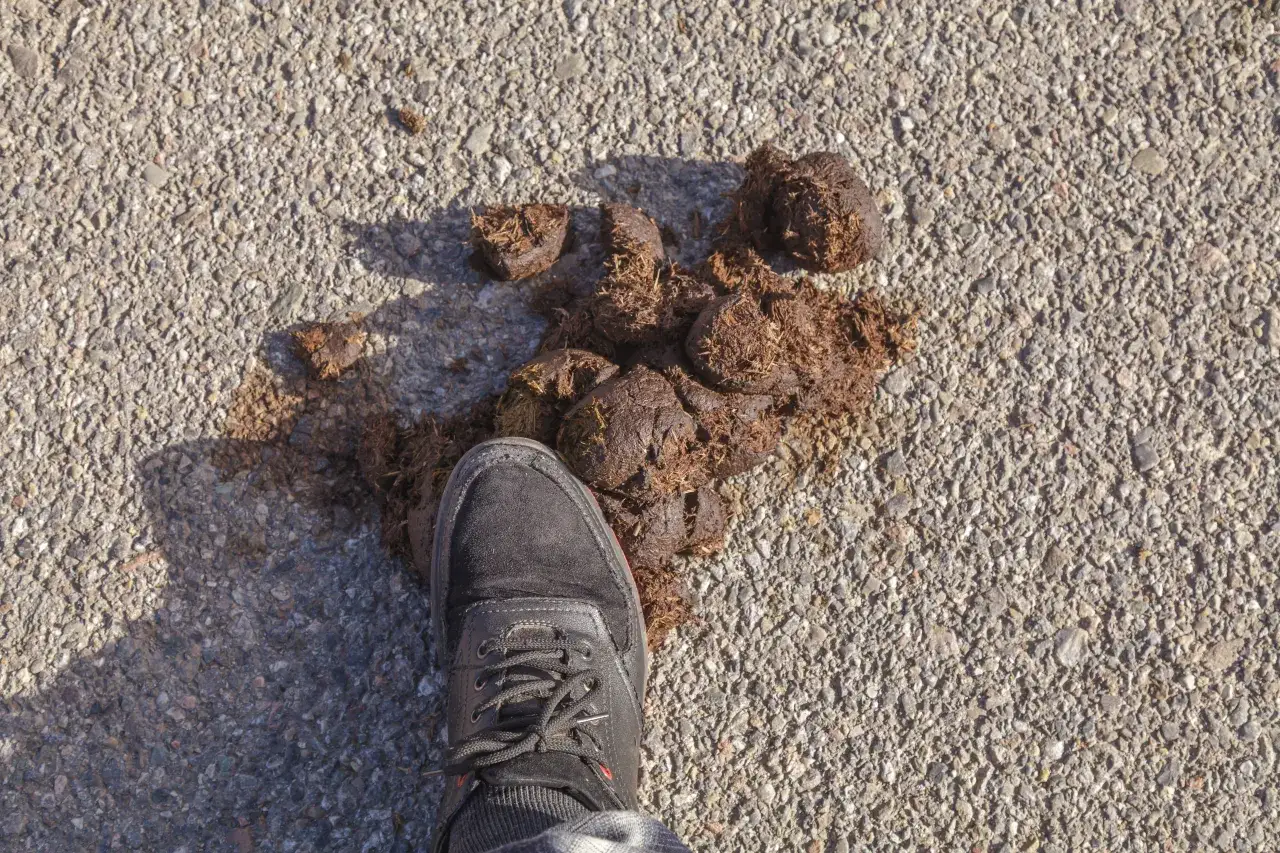 Sen o gównie: Znaczenie i interpretacja symboli w sennikach