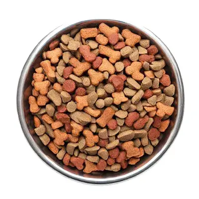 Czy można moczyć suchą karmę dla psa? Korzyści, wady i praktyczne porady