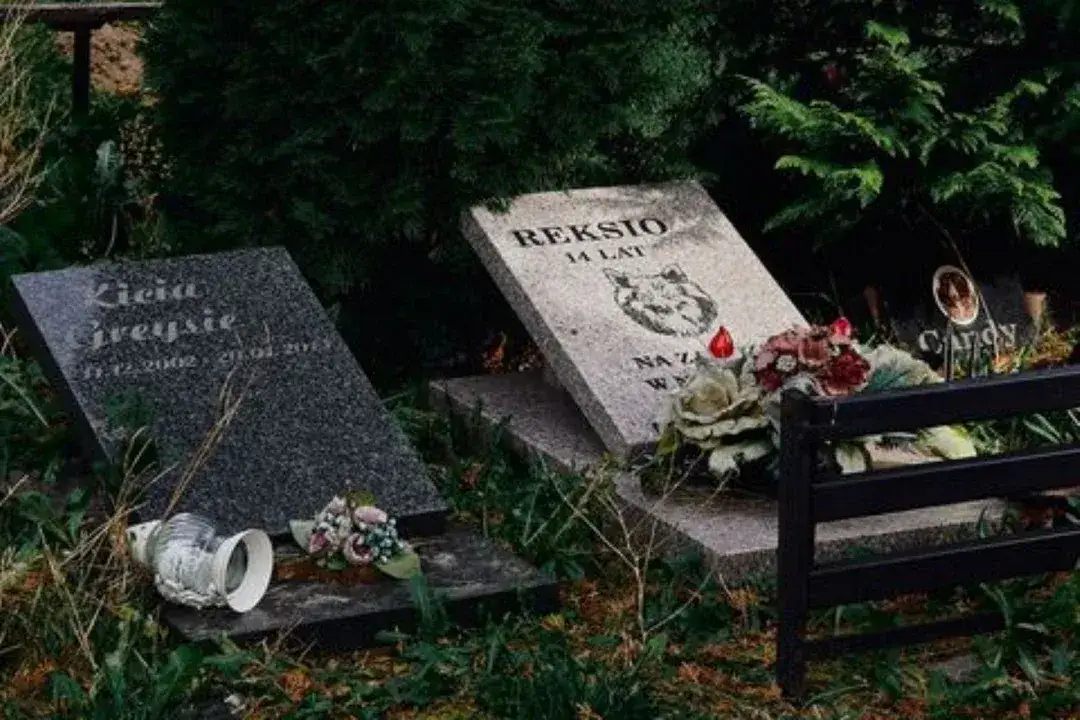 Gdzie jest cmentarz dla zwierząt? Znajdź idealne miejsce na pochówek