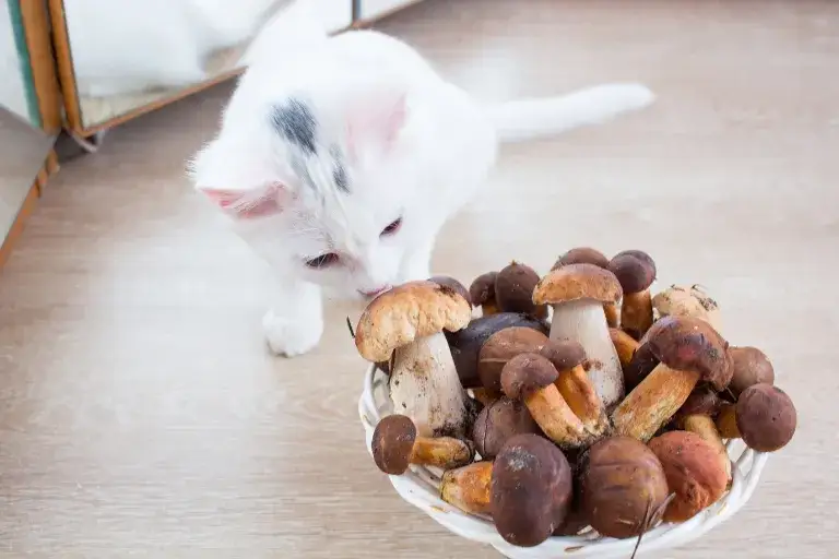 Czy koty mogą jeść pieczarki? Poznaj fakty i zagrożenia dla zdrowia