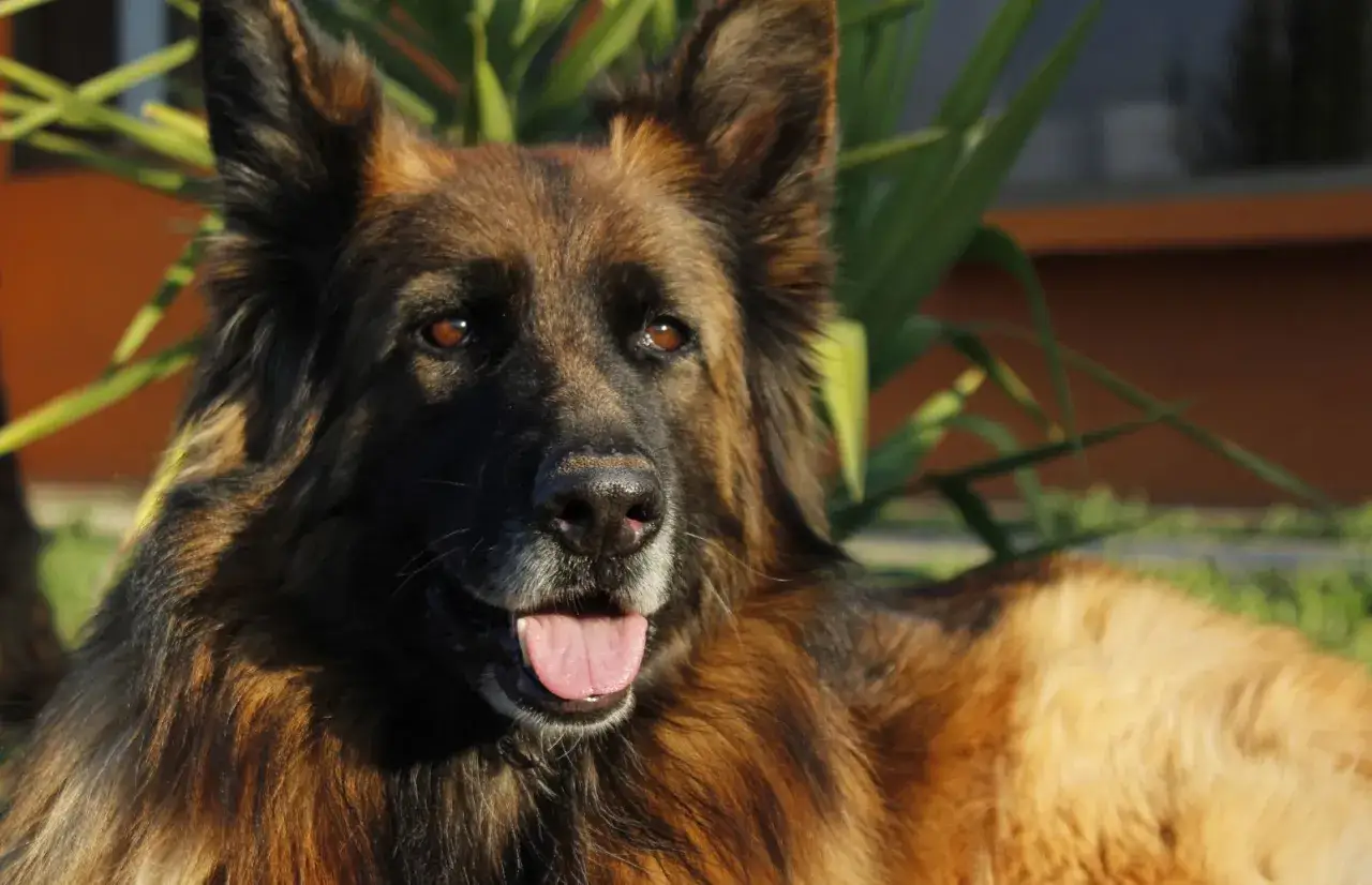 Ile waży owczarek niemiecki długowłosy? Sprawdź, czy Twój pies jest zdrowy