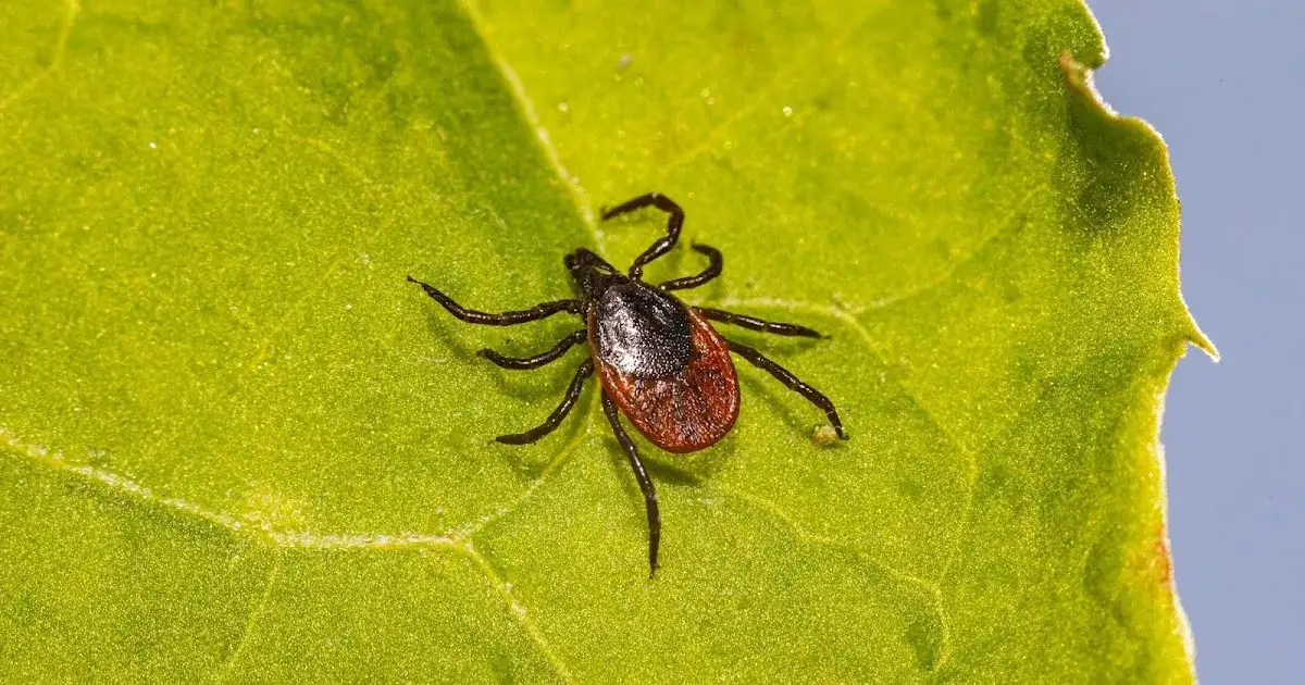 Czy kleszcz to pająk? Różnice, klasyfikacja i cechy, które musisz znać