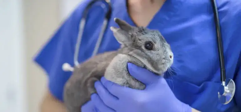 Czy z królikiem trzeba chodzić do weterynarza? Ważne fakty o zdrowiu królika