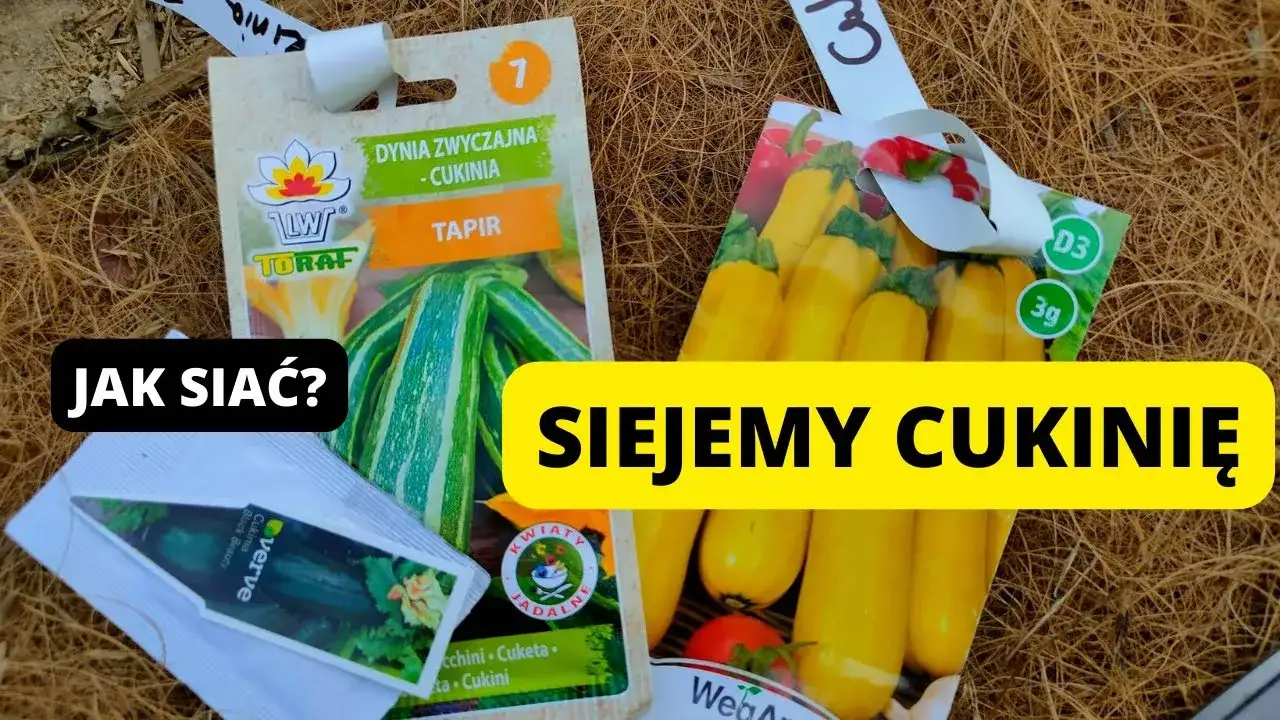 Kiedy siać cukinie, aby uniknąć nieudanej uprawy i plonów