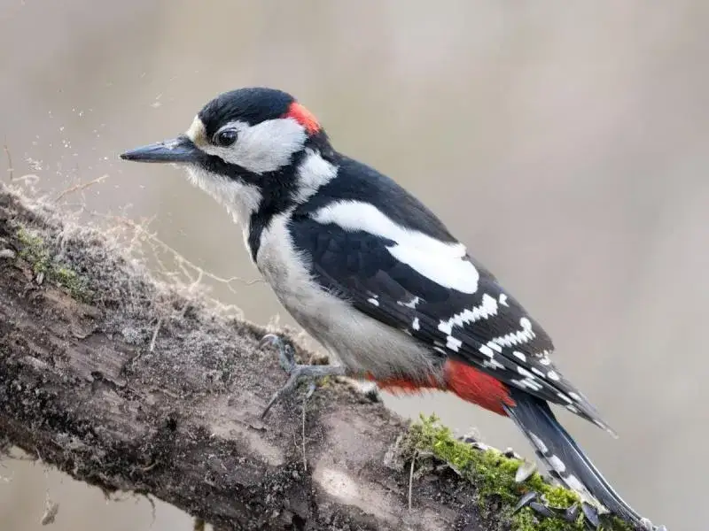 Czy dzięcioł zimuje w Polsce? Odkryj ich tajemnice zimowe