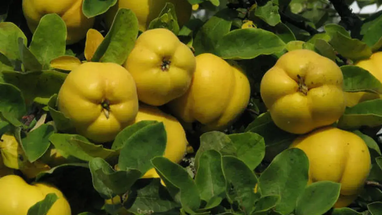 Czy Ty odważysz się spróbować owocu podobnego do jabłka z Azji?