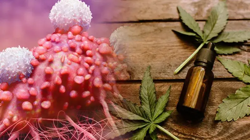 Jak stosować olej konopny na raka – właściwości, korzyści i ostrzeżenia