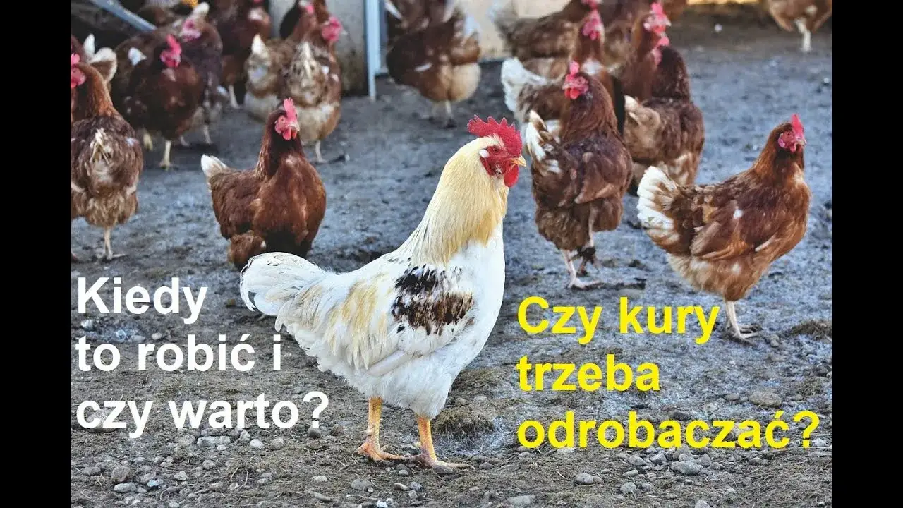 Skuteczne sposoby na odrobaczanie kur – jak chronić stado przed pasożytami