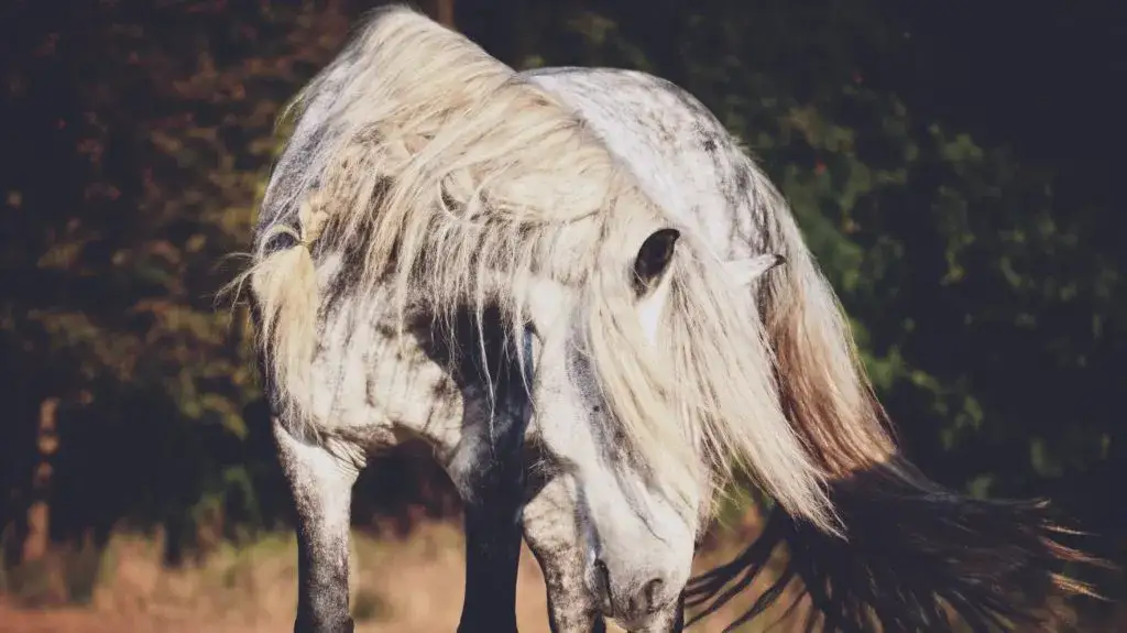 Stadnina koni Łomianki - nauka jazdy konnej i wyjątkowe wydarzenia