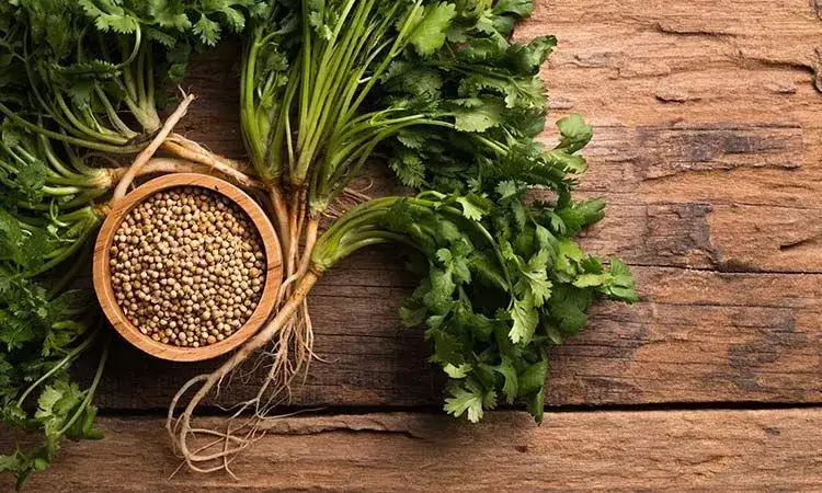 Kolendra mielona do czego? Odkryj jej niezwykłe zastosowania w kuchni
